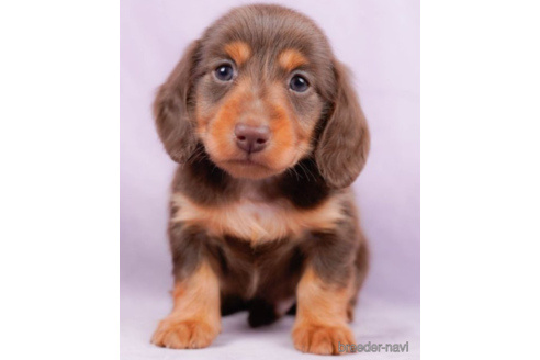 成約済の東京都のミニチュアダックスフンド(ロングヘアード)-226751の4枚目